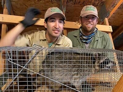 Knoxville raccoon trapping